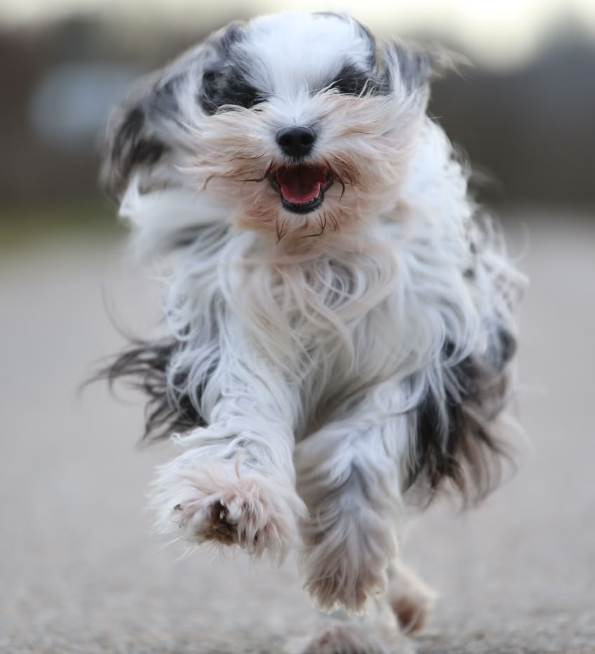 Rennender Hund